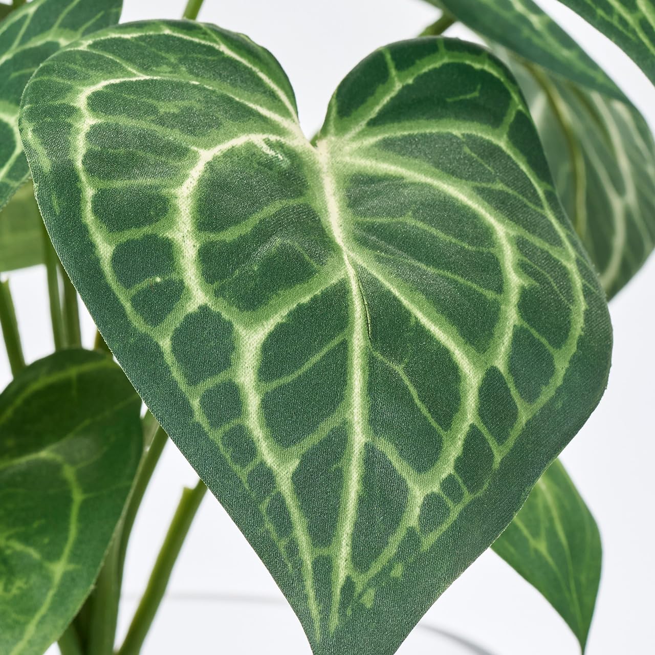 アンスリウムコンプリート Amazon｜東京堂(Tokyodo) アンスリウムリーフブッシュ 葉L12～14